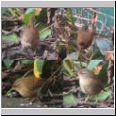 Troglodytes troglodytes - Zaunkoenig 03.jpg